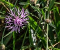 Spotted Knapweed Ã¢â¬â Centaurea maculosa